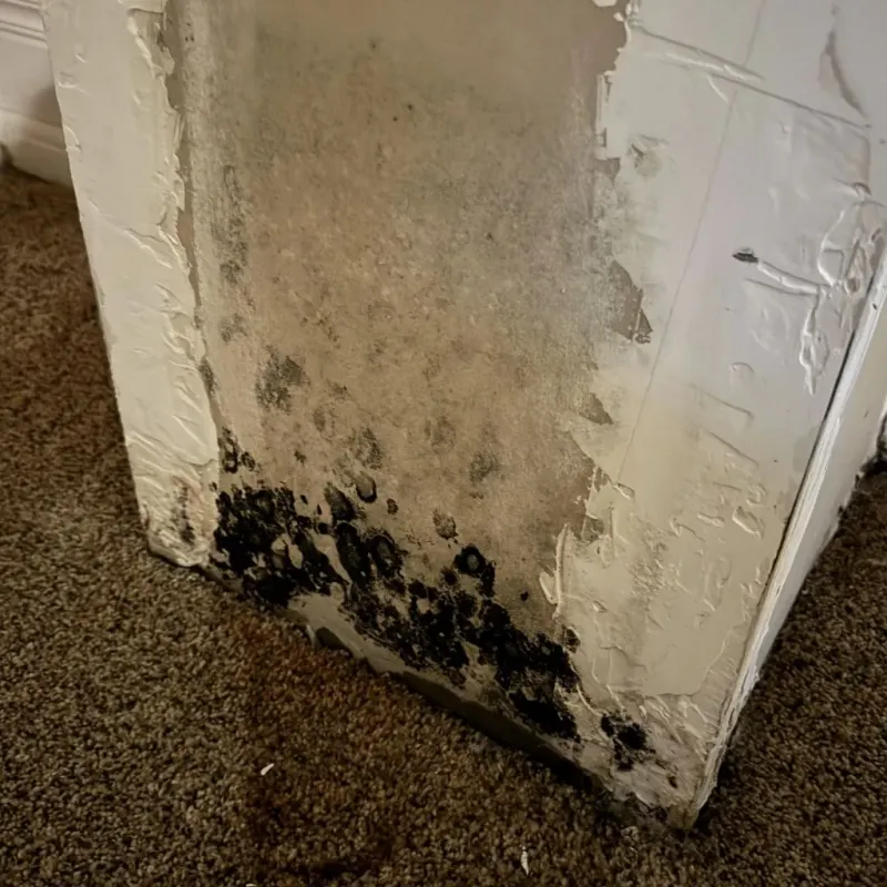 Professional Mold Removal in Mason, MI